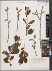 Foto von Salix cinerea L.
